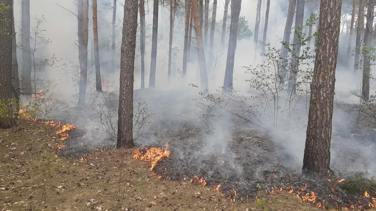 Interwencja policji w sprawie pożaru lasu