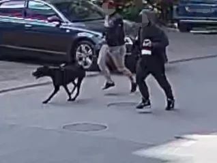 Właściciel agresywnego psa zatrzymany po ataku na rowerzystkę